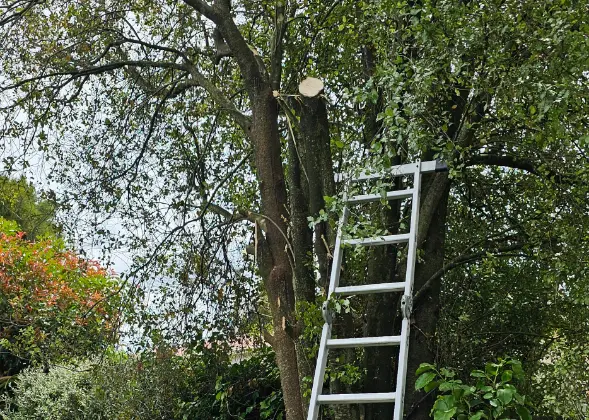 Tree Trimming